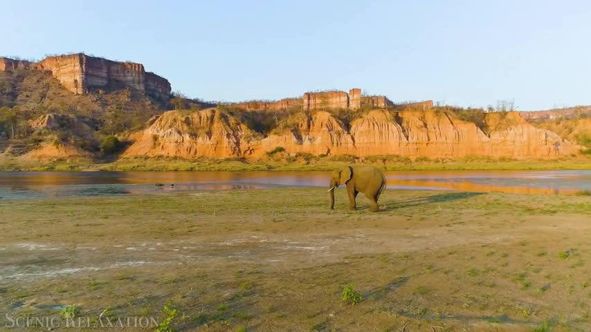 Animals of Africa 4K - Scenic Relaxation Film With Calming Music