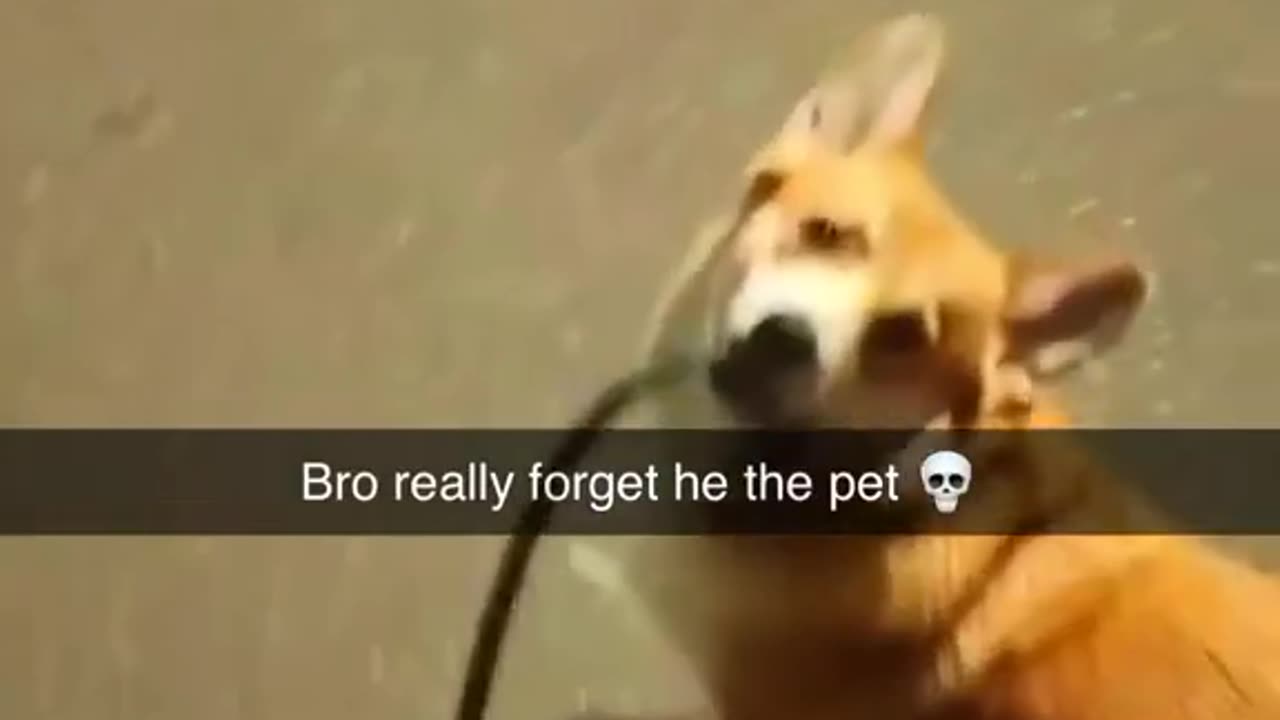 The dog when he realized