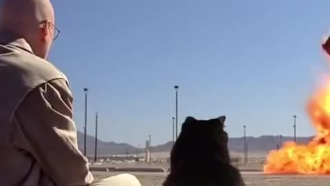 The Cat Montage! 🐈