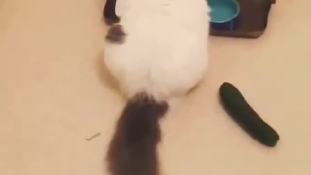 Why is the kitten so excited when she sees something long?