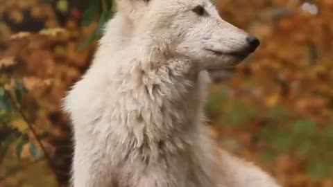 A female wolf howls at the Wolf Conservation Center in South Salem