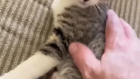 Funny animals - Funny cats and dogs - Funny animal videos 2023🤣