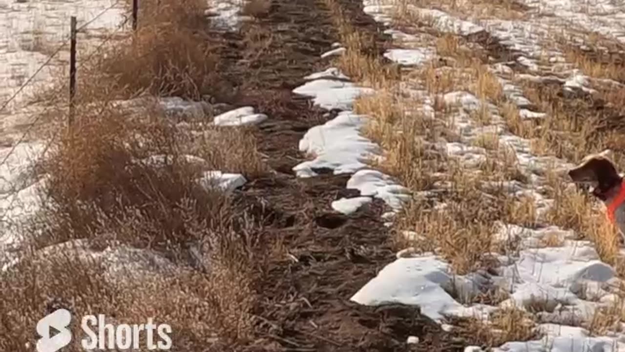 Colorado Pheasant Hunt in the Snow