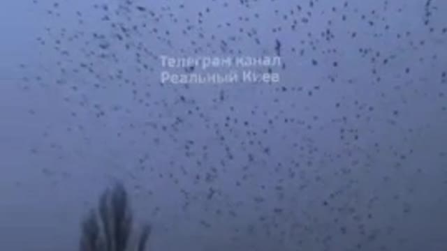 Thousands of Crows in the Skies Above Kyiv, Ukraine | Harbingers of Death