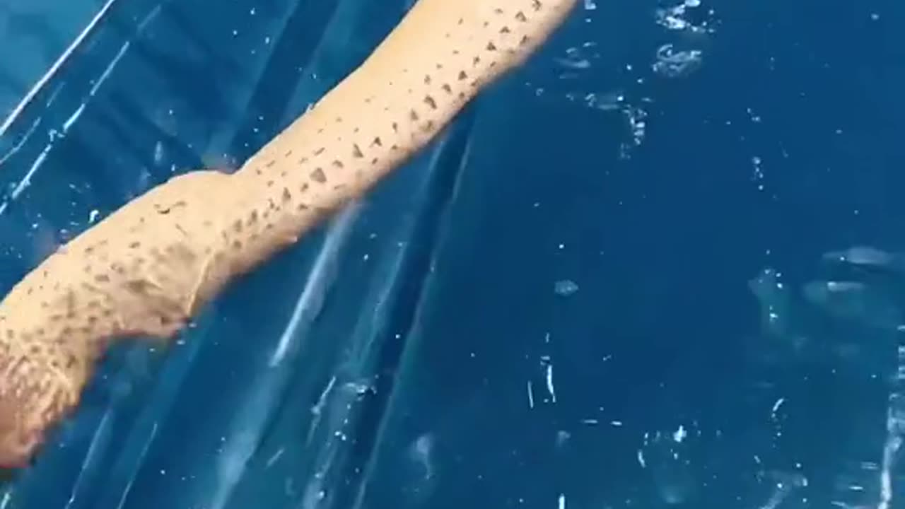 This looks terrifying 😮 (via @Brodie Moss) #snake #kayak #terrifying #scary