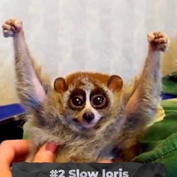 Cute Animals That Are Evil ! #shorts