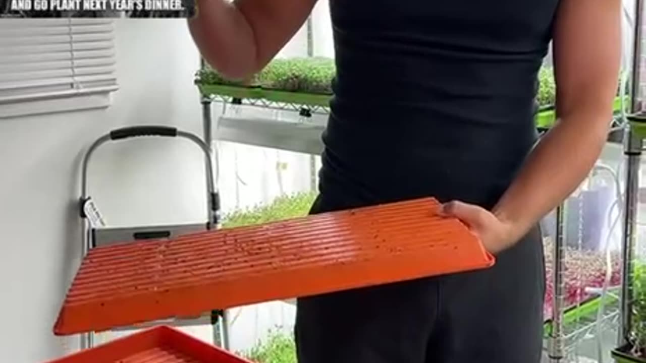 Grow your own microgreens