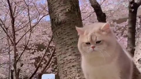 Cute Cats & Funny Cats 😍😍😅😅 #cats #reels #shorts #viral #pets #mmvcats