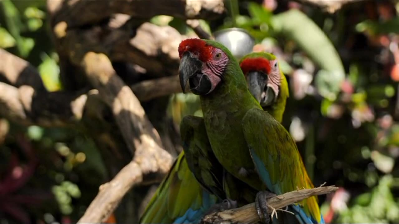 Parrots on branches