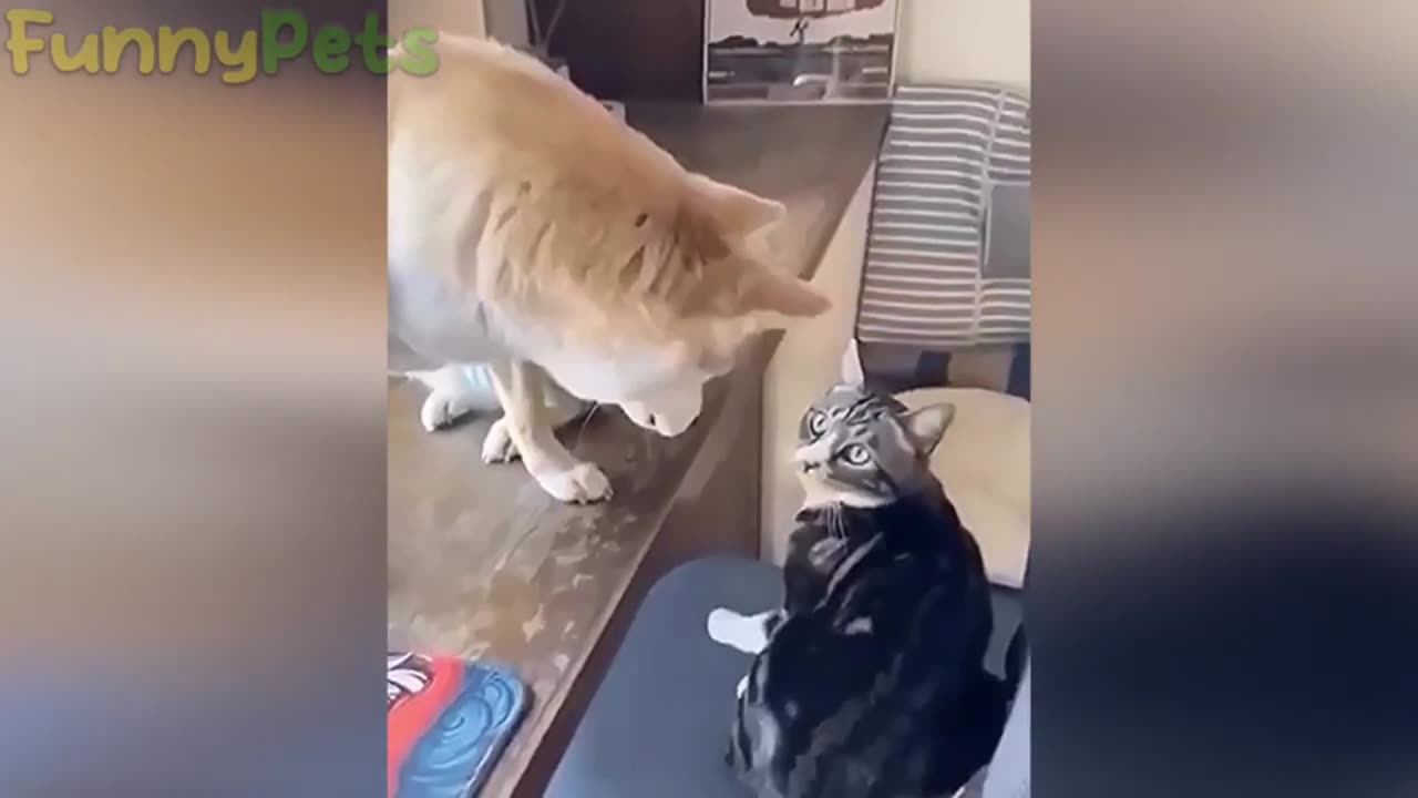 "Best of Furry Friends: Hilarious Cat and Dog Compilation"