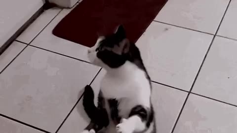 Cute Cat Gif