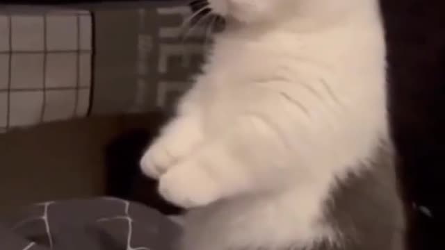 oh may good😱😱 |the cat is really cute