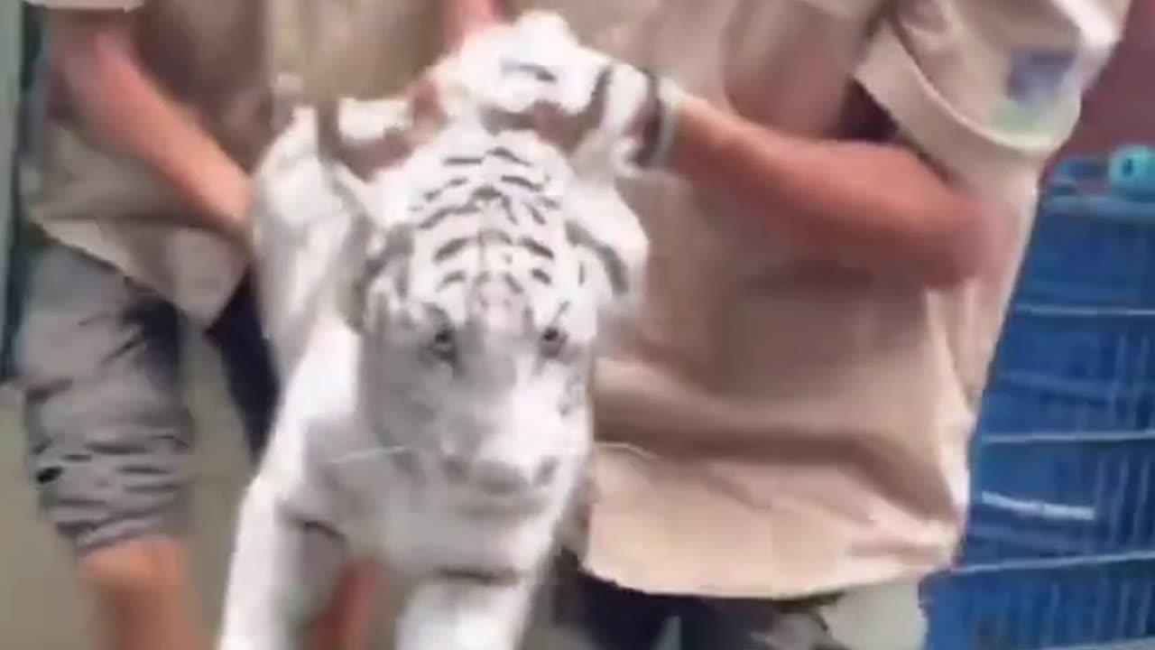 funny moment putting a white tiger in a cage