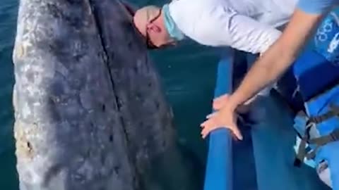 Friendly Whale Gets a Smooch From Tourists