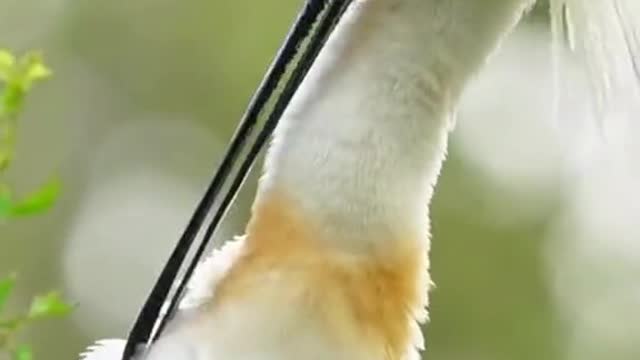do with à Parakeet