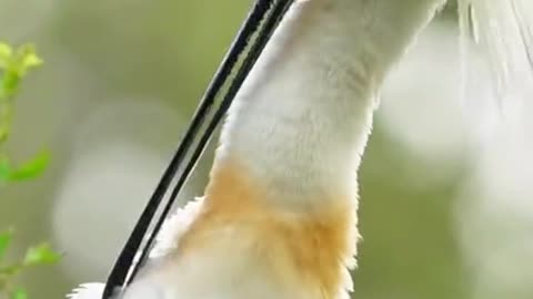 do with à Parakeet
