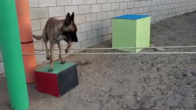 Amazing dog performs CPR squats and press