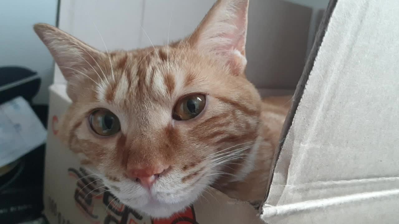 A cute cat lying in a box.