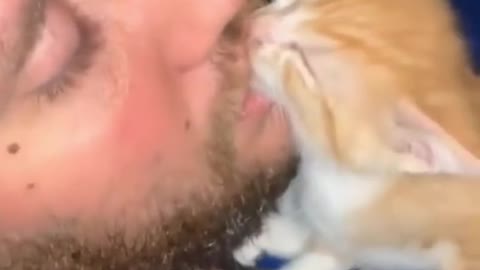 The cat is making love to its owner amazing video