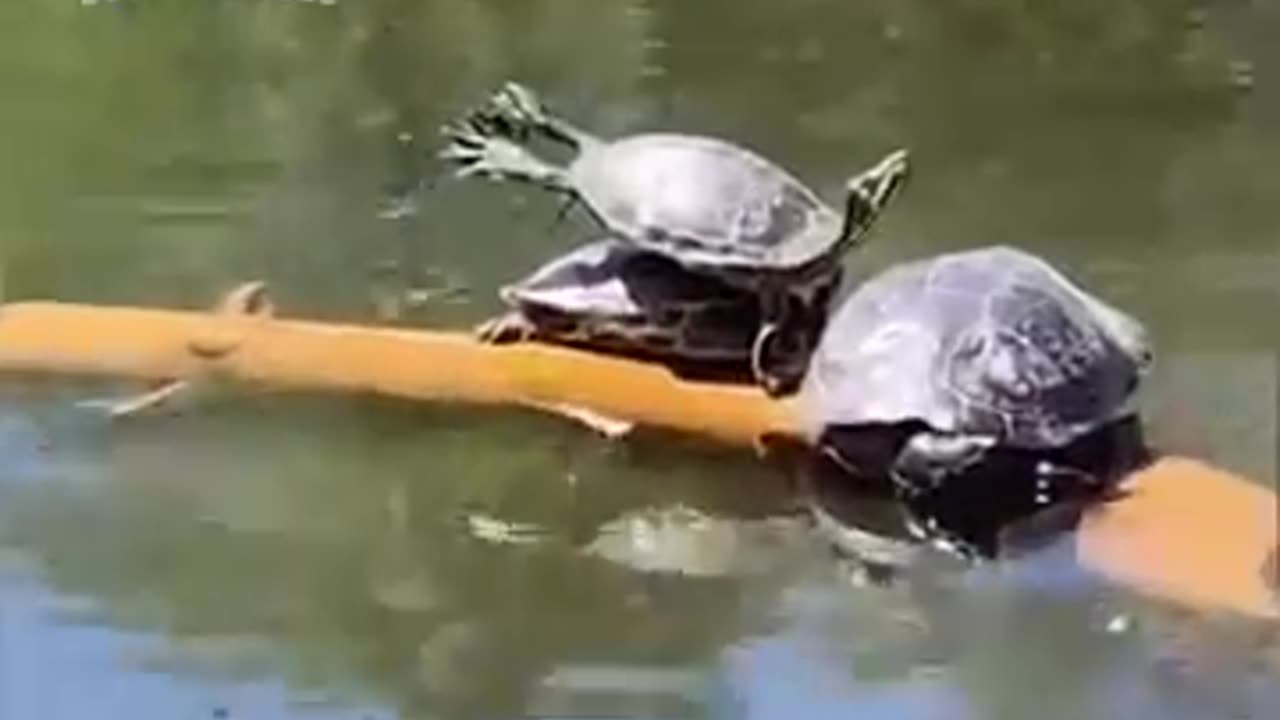 Funny moment of animal