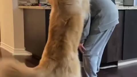 the dog steals hats every time
