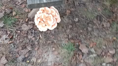 A large mushroom growing on a picnic table