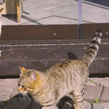 Tabby Cat Walking Slowly । । Funny Cat Motions#Shorts