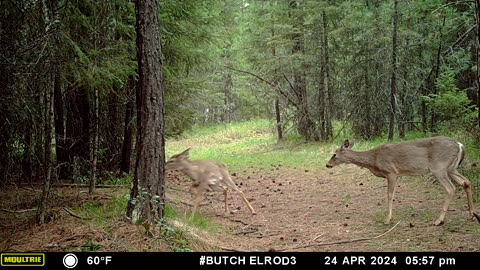 Whitetail Deer Aggression