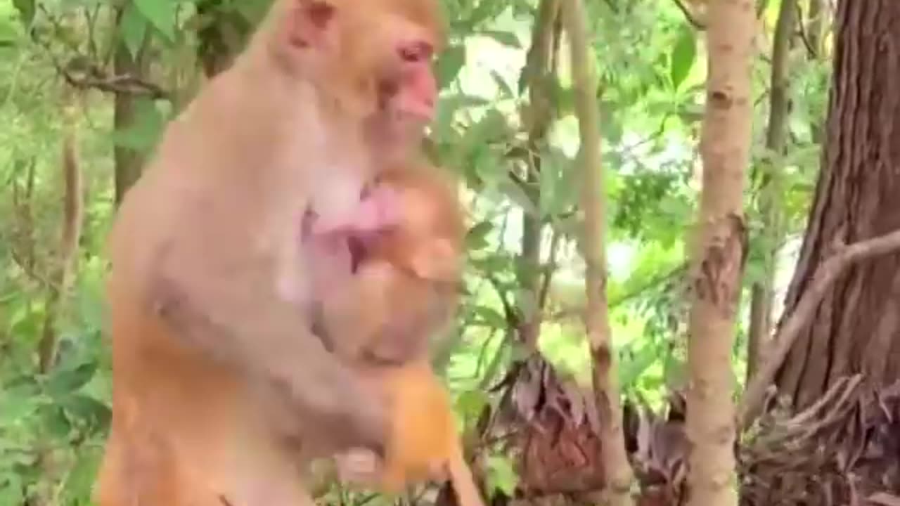 Mom monkey is afraid that baby will fall from the tree, so she is always by her side to protect