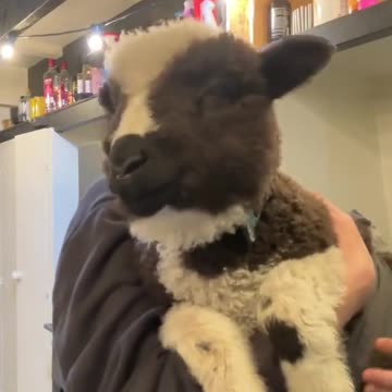 This happy little sheep will make you smile!