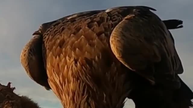 Wild animal eagle