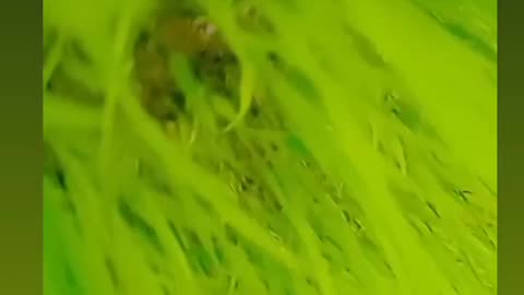 Short video bhair ka dhan ropnay ka tarika jadhanniy