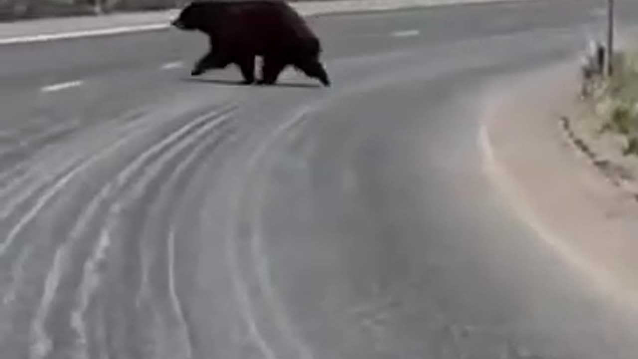 Bear Strolls Across California Roadway