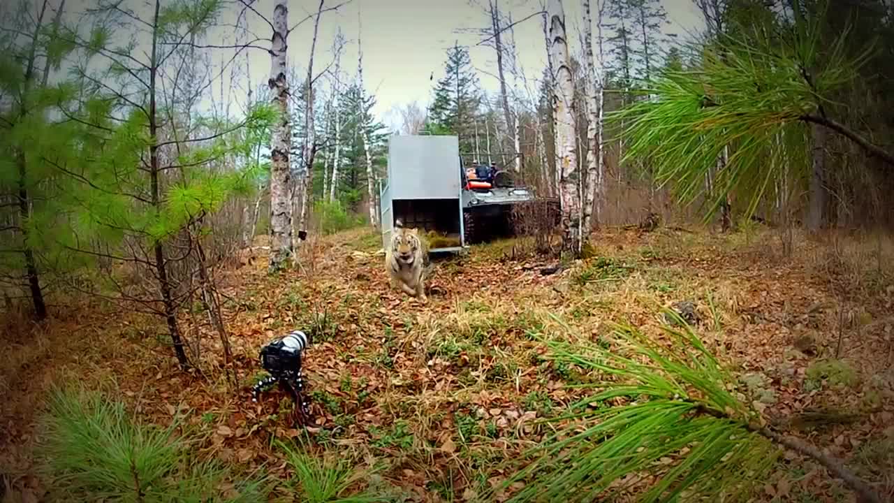 Extremely Rare - Four Siberian Tigers Released Into The Wild (1)