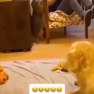 funny_animals_compilation#😘(480p)