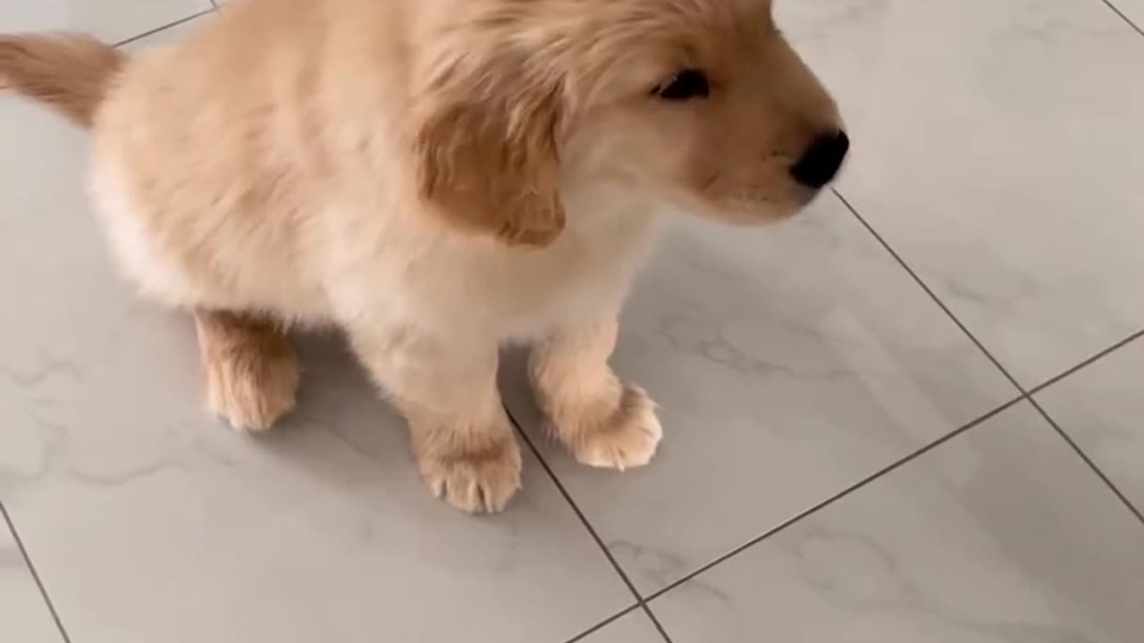 10 week old puppy doing tricks
