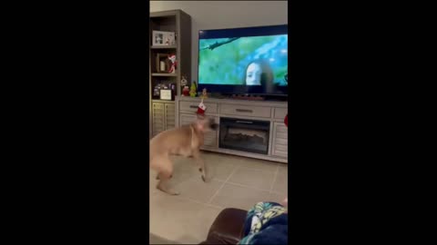 FUNNY ANIMA FUNNY CAT DOG RANDOM