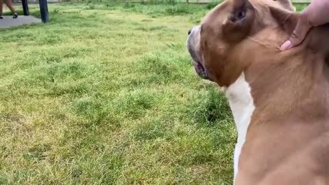 German Shepherd attacks Pitbull learn how to train your dog