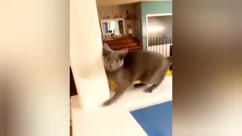 best unny animal video of the 2023/funniest cats and dog video