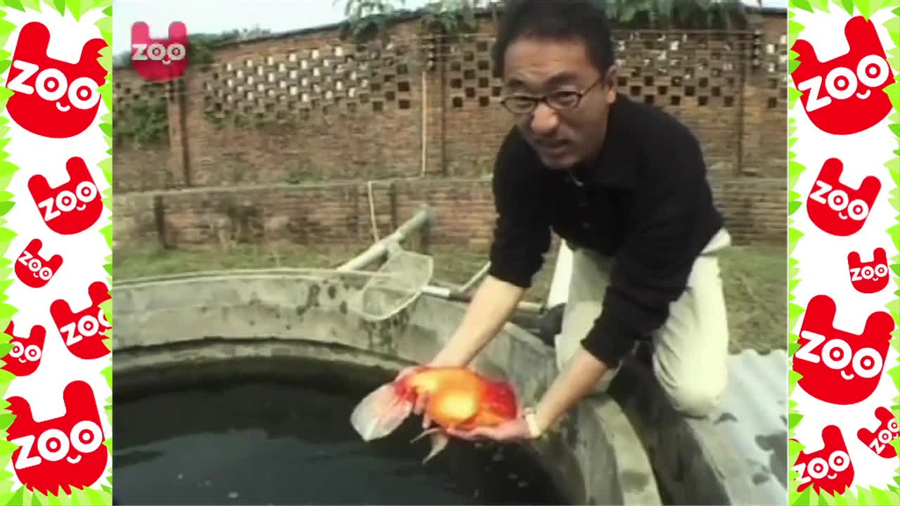 World's Largest Goldfish