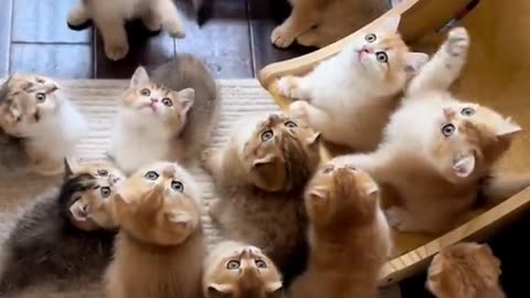 Trneding cat short clip