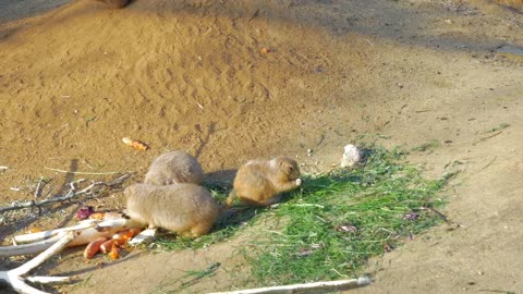 Prairie Dogs eating in a group