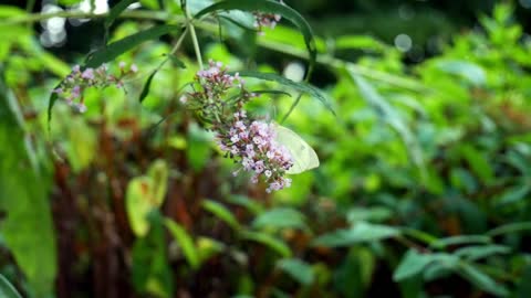 Butterfly Lilac White Small Summer Lilac Close Up