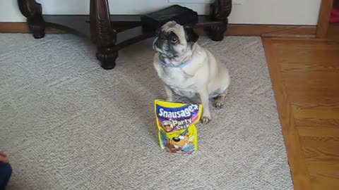 Pug dog doing tricks.