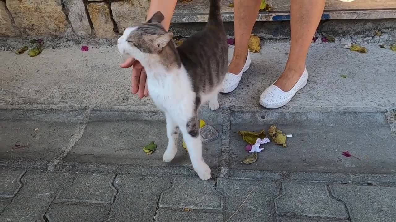 Green eyed cat is rubbing against me and asking me for love