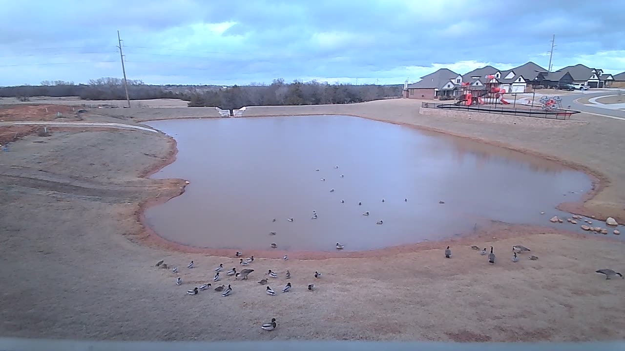 The pond