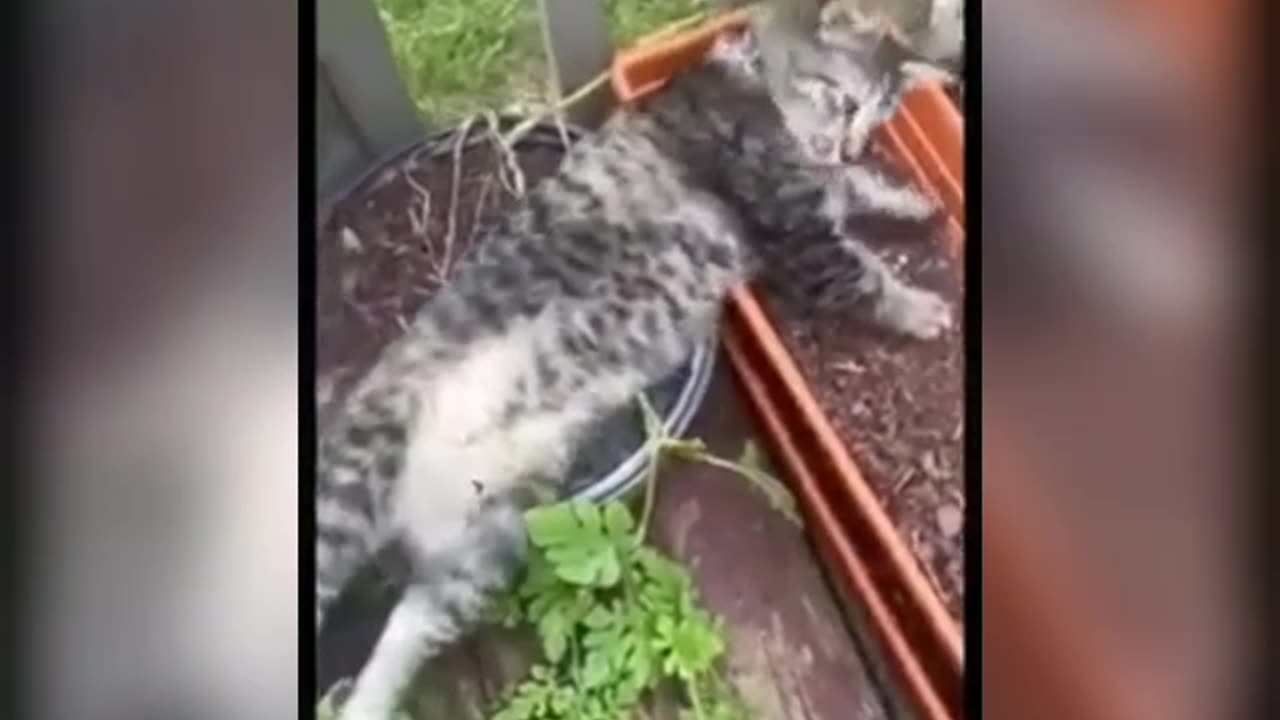 Funy cat video .,,##you also enjoy.