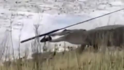 This is a beautiful and charming water-dwelling species