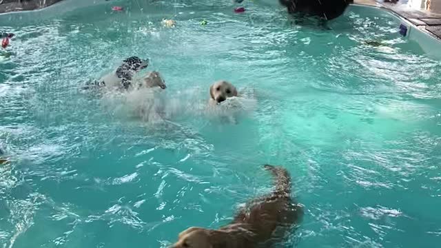 Pool Time at Doggy Daycare