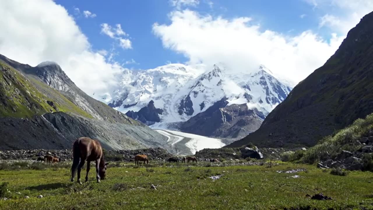 Animals of Asia 4K - Scenic Wildlife Film With Calming Music